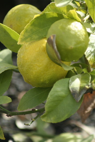 I await fresh lemons.