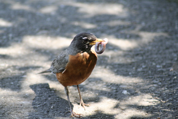 Fat robin and it's yummy-for-the tummy worm. Copyright Ann Carranza June 2008