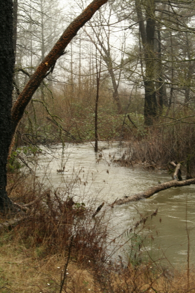 Creek on Pine Flat Road--can anyone help me identify it? Copyright Ann Carranza, January 2010.