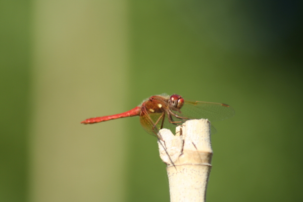 Dragonfly's vest buttons. Copyright Ann Carranza, August 2010