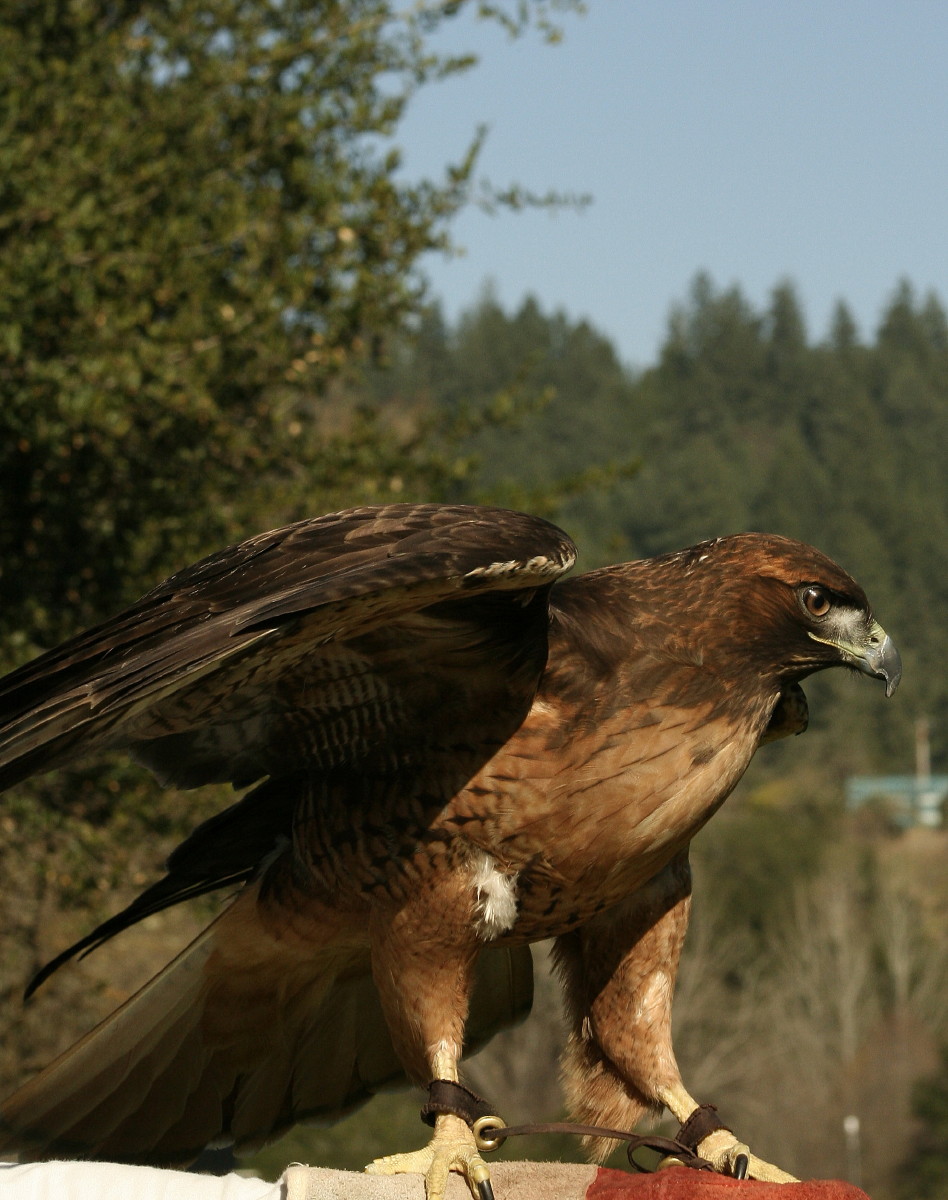 Red-tailed hawk at the Don Clausen Fish Hatchery at Lake Sonoma. Copyright Ann Carranza, Feb. 2011