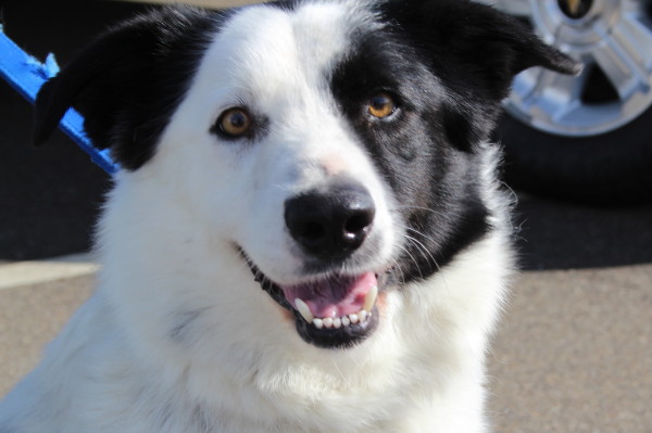 Randy is an adoptable border collie-shepherd mix. Copyright Ann Carranza, February 2012