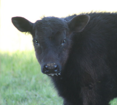 Little wooly-bully. Copyright Travis Carranza, March 2012
