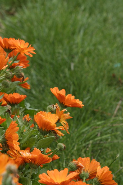 Today at Russian River Rose Company-orange on green. Copyright Ann Carranza, March 2012