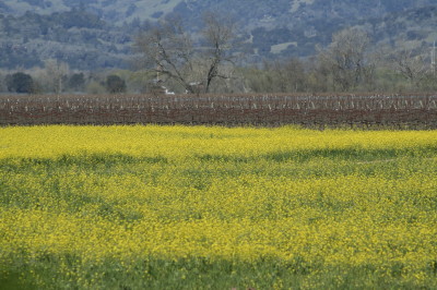 Alexander Valley mustard. Copyright Ann Carranza March 2012